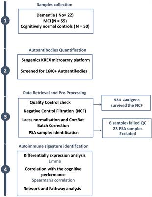 Profiling the autoantibody repertoire reveals autoantibodies associated with mild cognitive impairment and dementia